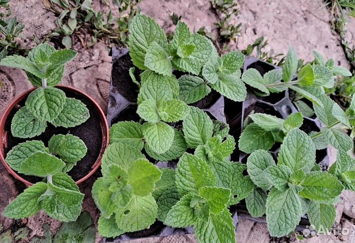 Рассада клубники и другие саженцы