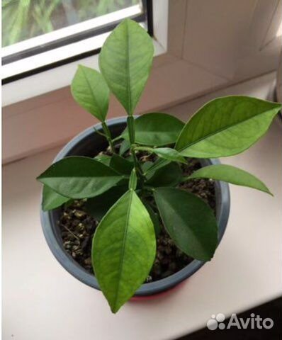 Апельсин деревце