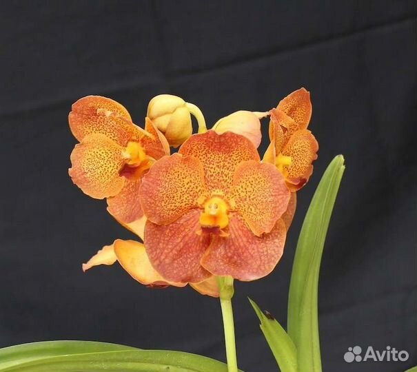 Орхидея Ванда