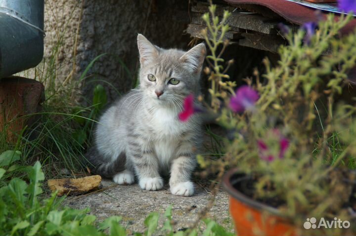 Вас ожидает котогражданин Василий Васильевич