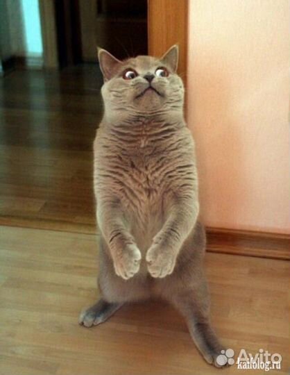 Кот царь собутыльников глазастик