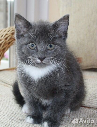 Отдам котенка