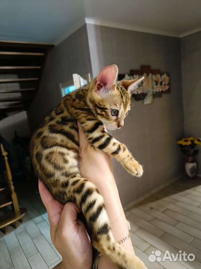 Бенгальская