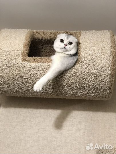 Шотландский вислоухий кот