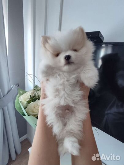 Шпиц медвежонок