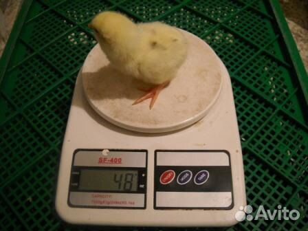 Цыплята Бройлер суточный Cobb-500, Ross-308