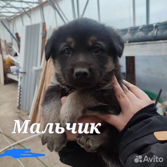 Собака в добрые руки отдам бесплатно