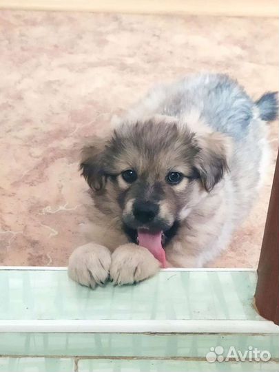 Большой выбор щенят в хорошие руки