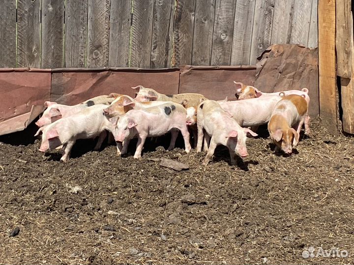 Поросенок: мать дюрок, отец пьетрен