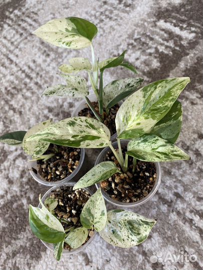 Эпипремнум, сциндапсус, сингониум