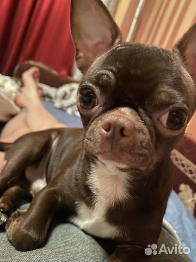 Вязка кобель чихуахуа