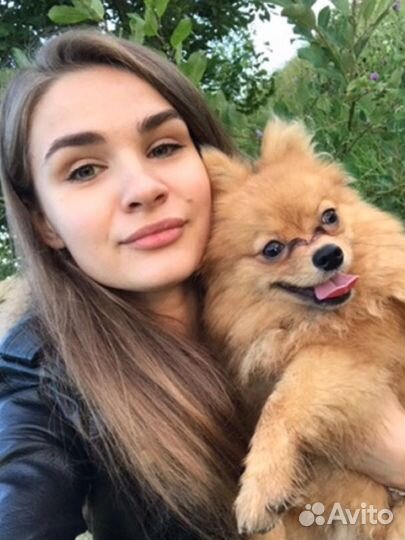 Передержка собак