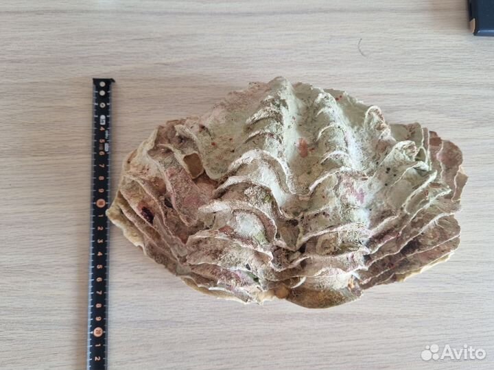 Ракушка морская большая