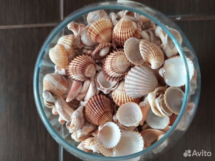 Ракушки