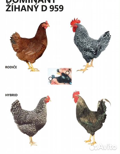 Цыплята Доминант суточные и подрощенные