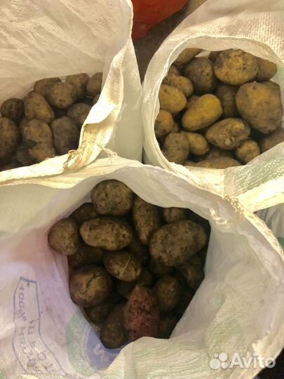 Картофель деревенский