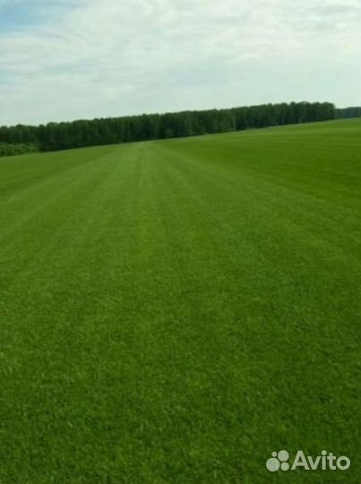 Рулонный газон