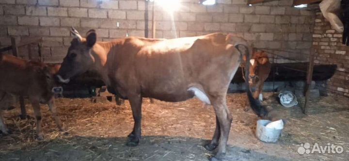 Телята бычки коровы