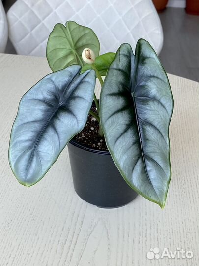 Алоказия Реверса, Синуата, Регал Шилдс, Ниндзя