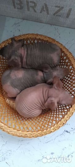 Морская свинка скинни