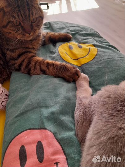 Шотландский кот ищет кошечку для вязки