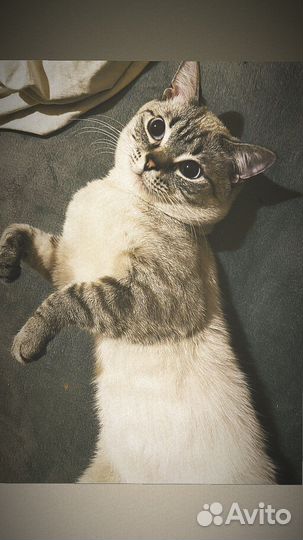 Сиамский кот