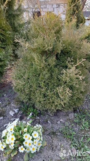 Можжевельники, декоративные кустарники