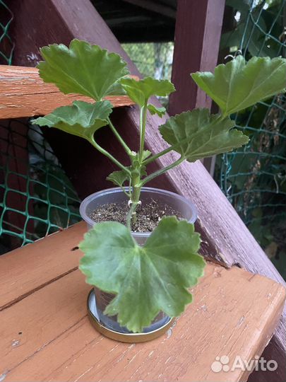 Пеларгония тюльпановидная Red Pandora