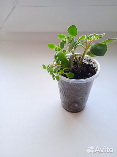 Аихризон дерево любви