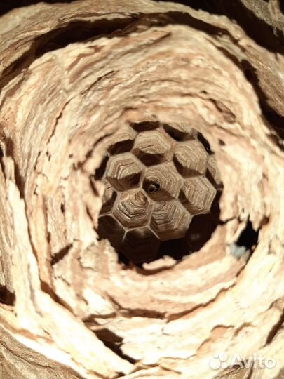 Улей (гнездо)шершней