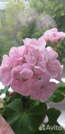 Пеларгония герань