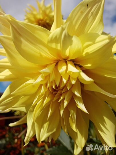 Георгины клубни