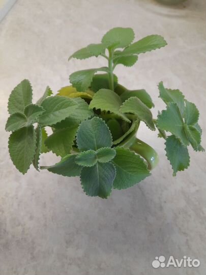 Мелисса домашняя