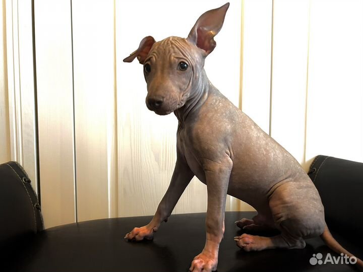 Голый щенок агт