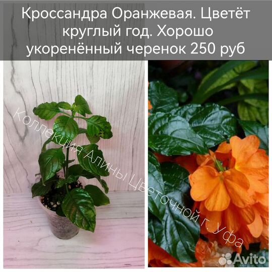 Пентасы,Кроссандры, хойи