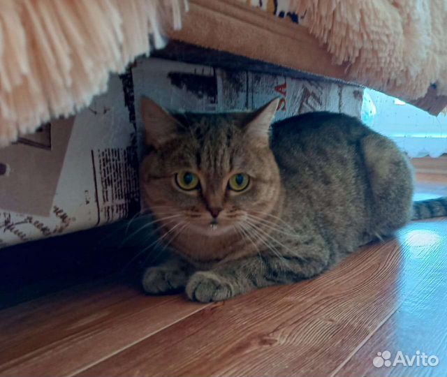 Молодая кошечка