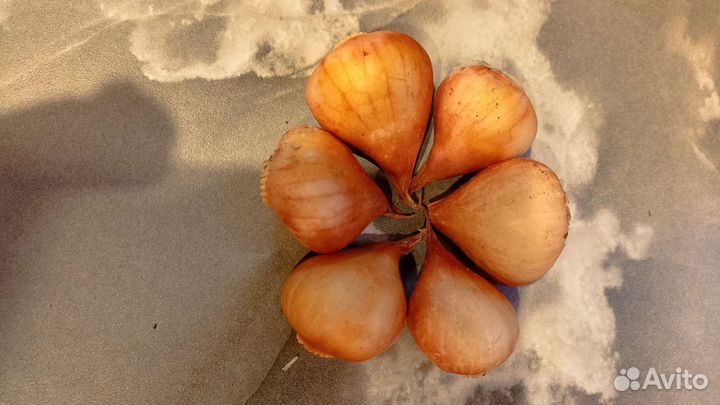 Луковицы тюльпанов