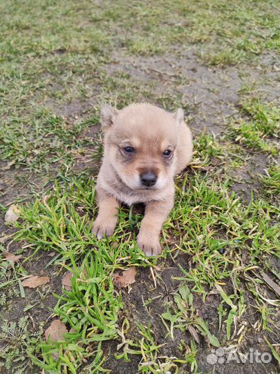 Щенки