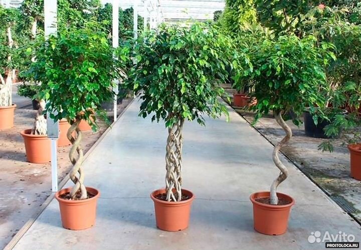 Фикус бенджамина