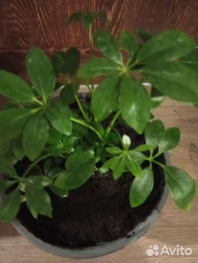 Цветы комнатные