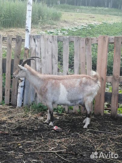 Овцы бараны козы