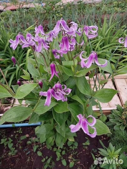 Семена кустовых клематисов