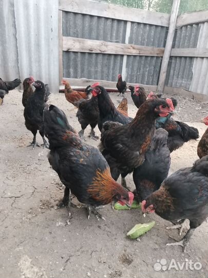 Молодые петухи