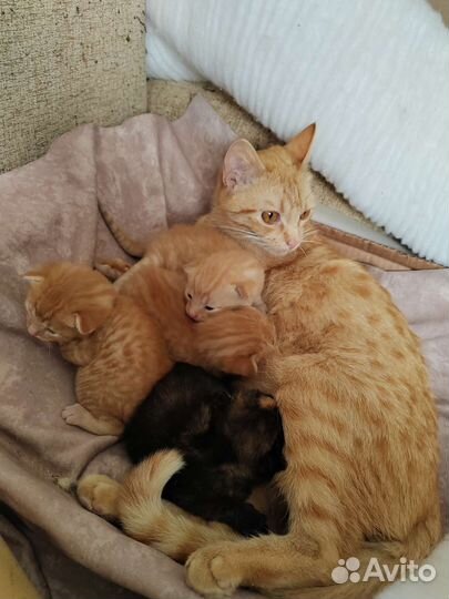 Кошки в добрые руки