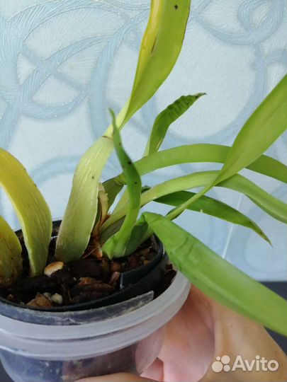 Мини орхидейки