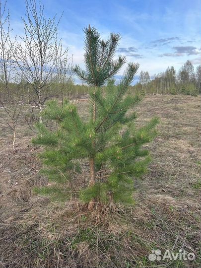 Саженцы сосны, ели, липы, клëна, дуба