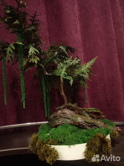 Бонсай. Подарок