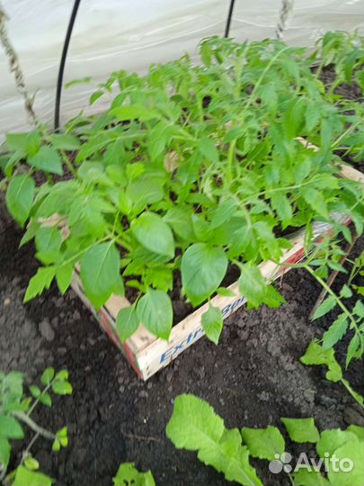 Рассада помидоры и перец