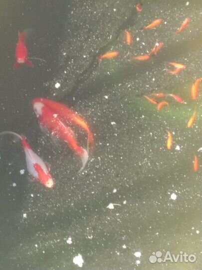 Рыбки Комета