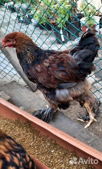 Петушки породистые